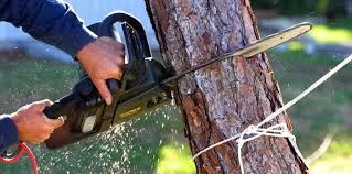 Best Arborist Consultation Services  in Home, WA