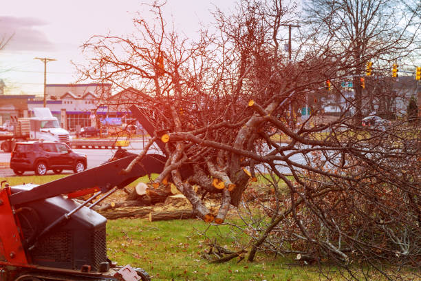 Best Emergency Tree Removal  in Home, WA