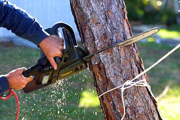Best Tree Cabling and Bracing  in Home, WA