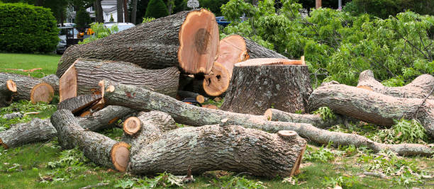 Best Storm Damage Tree Cleanup  in Home, WA