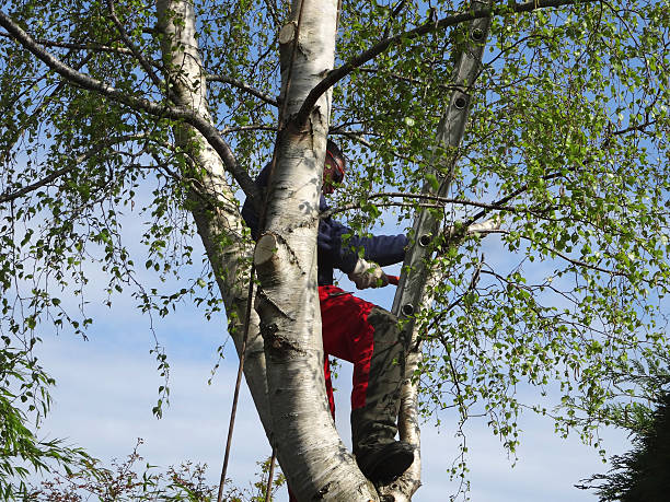 Professional Tree Care in Home, WA