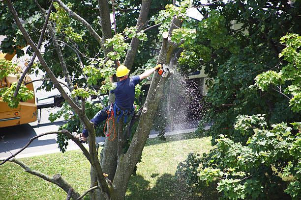 How Our Tree Care Process Works  in  Home, WA