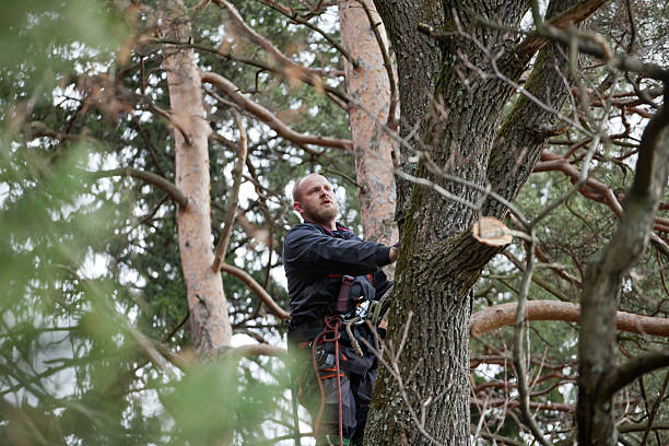 Best Tree Risk Assessment  in Home, WA