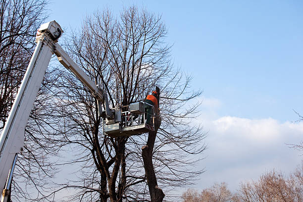 Best Lot and Land Clearing  in Home, WA